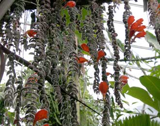 Columnea gloriosa Botanic Gardens, Sydney - in the Arc Glasshouse