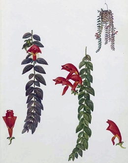 Columnea gloriosa Sprague var. superba