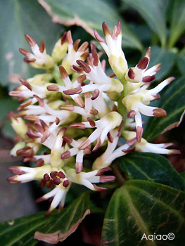 Pachysandra terminalis - avril  Soul, Core du Sud 