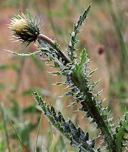 Carduus defloratus