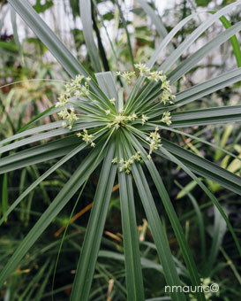 Cyperus involucratus