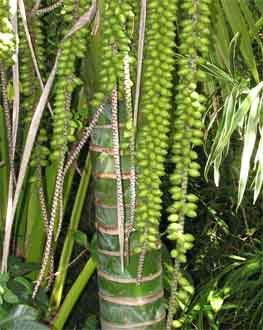 Howea belmoreana en mars Hawa 
