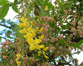 Laburnocytisus adamii