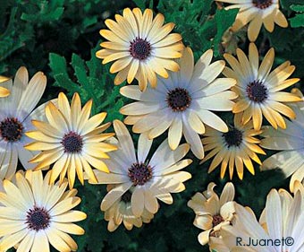  Osteospermum 'Buttermilk'