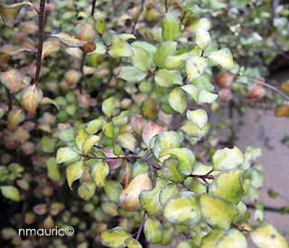 Pittosporum tenuifolium 'Donovan'