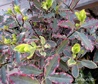 Pittosporum tenuifolium 'Elisabeth'