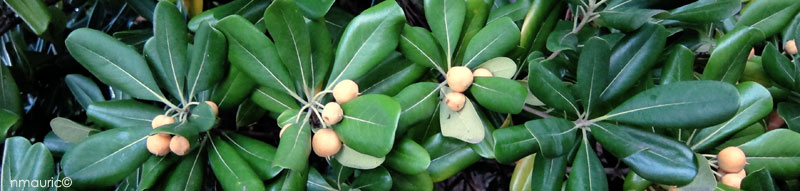 Pittosporum tobira