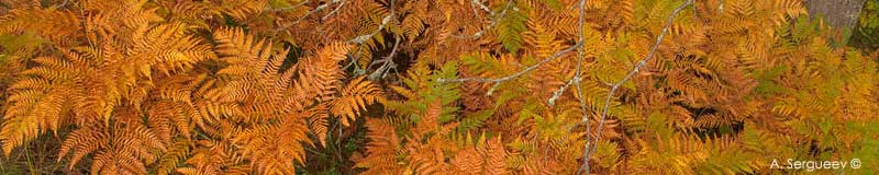 Fougère-aigle à l'automne
