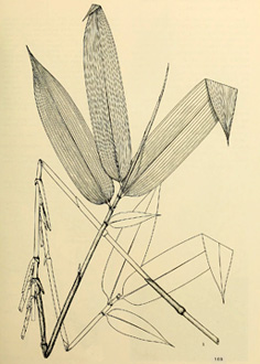 Sasa palmata 