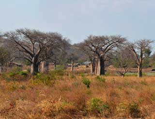 Adansonia digitata