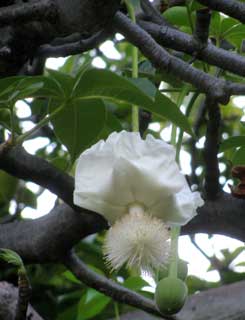 Adansonia digitata floraison en août