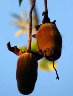 Adansonia digitata fruits