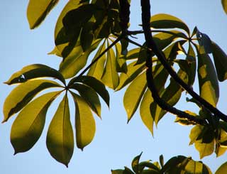 Adansonia digitata