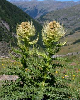 Cirsium spinosissimum