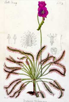 Drosera capensis