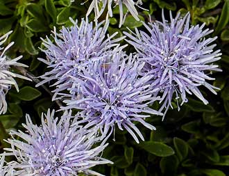 Globularia cordifolia début juillet  Zermatt, Suisse
