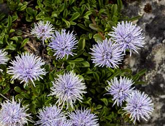Globularia cordifolia début juillet  Zermatt, Suisse
