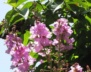 Queen's crape myrtle en mai Tropical Gardens of Maui  Hawa