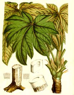 Tetrapanax papyferum