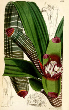 Neoregelia spectabilis