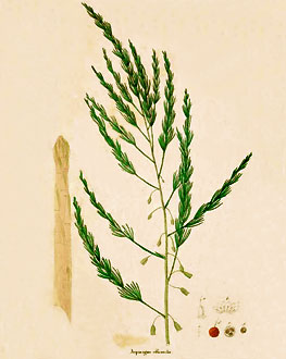 Asperge Asperge