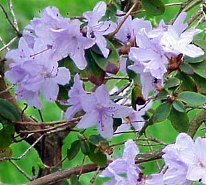 rhododendron impeditum
