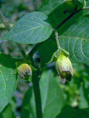 Atropa bella-donna