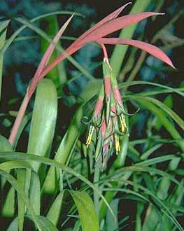 Billbergia, Bilbergie penchée