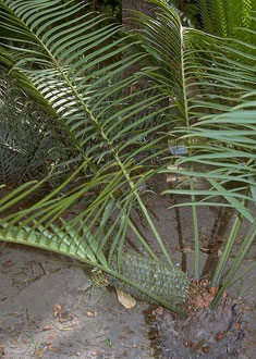 Ceratozamia mexicana
