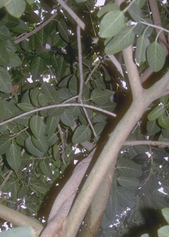 Ficus benghalensis