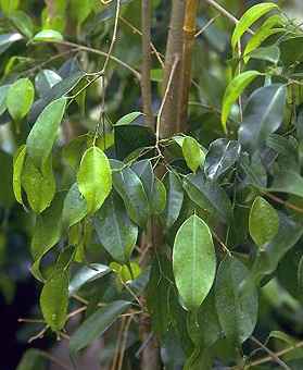 photo de feuilles de Ficus benjamina
