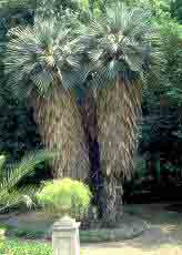 Trithrinax campestris