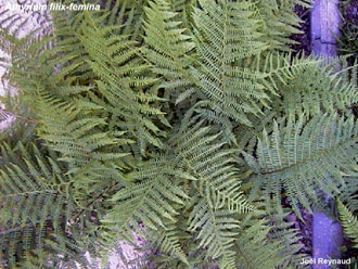 Athyrium filix-femina