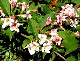 Weigela Boskoop Glory