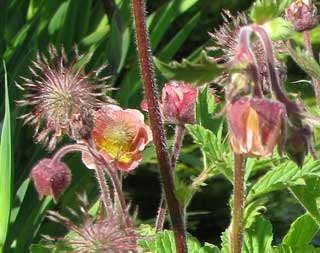 Geum rivale islandicum dbut mai au U-K