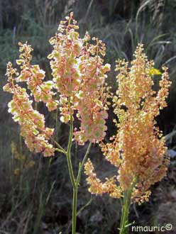 Rumex acetosella
