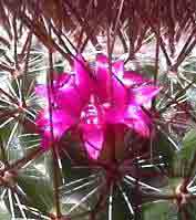 fleur de mammilaria rhodantha