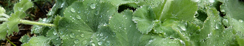 Alchemilla mollis