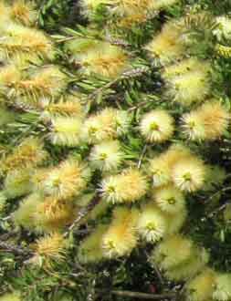 Callistemon salignus en juin  Kew garden