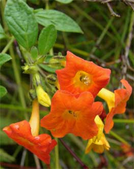 Streptosolen jamesonii
