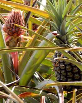 ananas comosum
