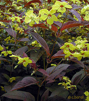  Lysimachia ciliata 'Firecracker'