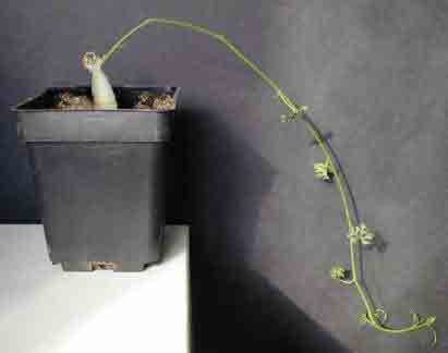 Ibervillea tenuisecta