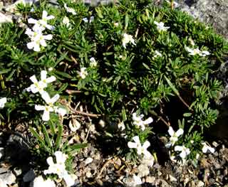 Iberis saxatilis