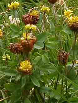 Trifolium badium
