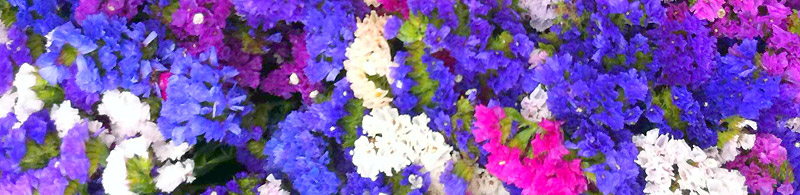 Statice au march aux fleurs