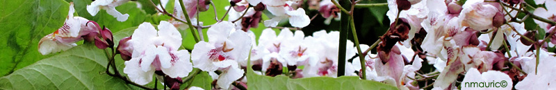 Floraison Catalpa au 16 juin dans le Sud
