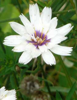 Bicolor
