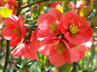 Chaenomeles speciosa