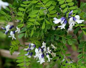 Sophora davidii